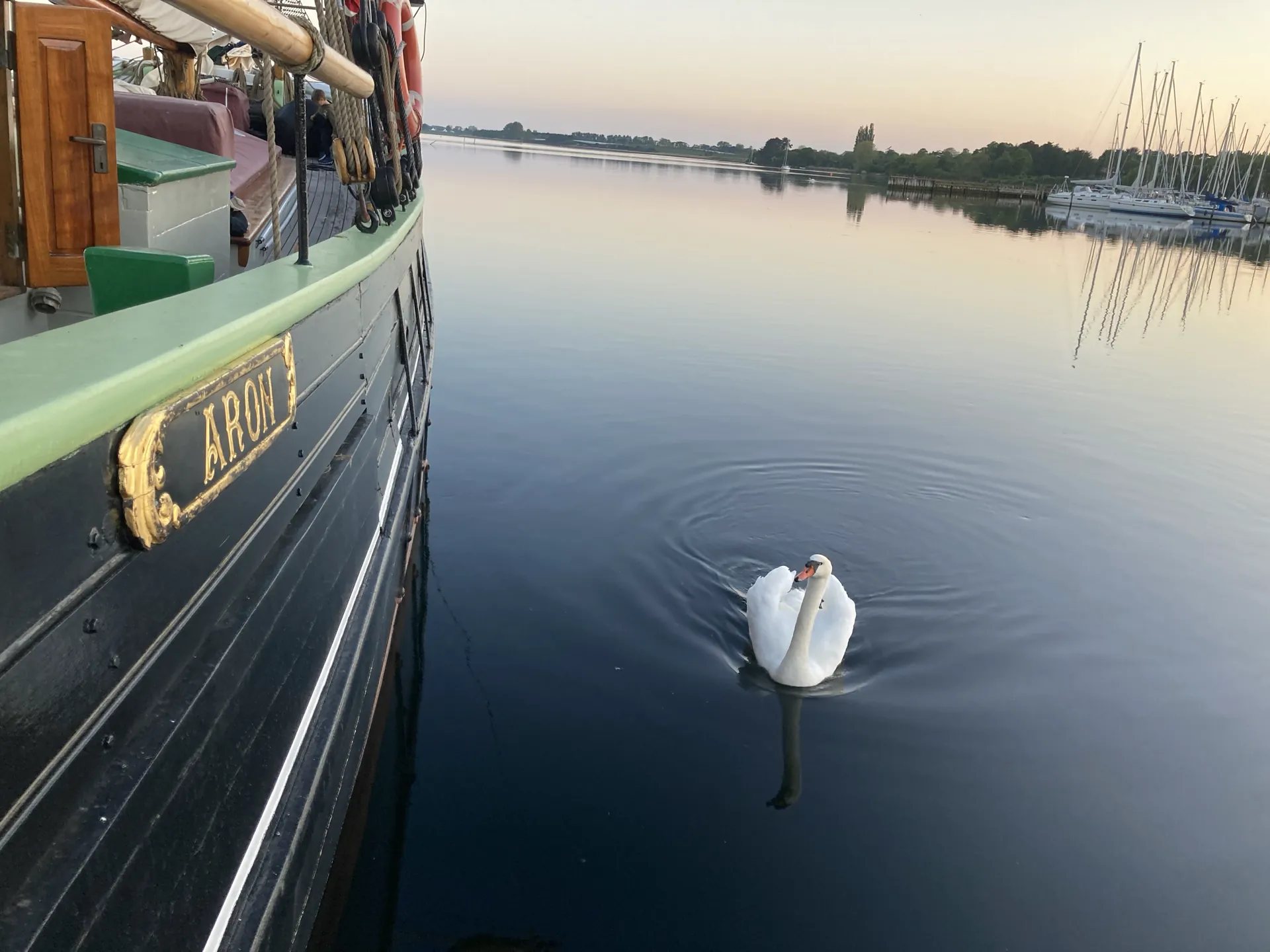 En svane ved Arons navnebræt en stille morgen i havnen